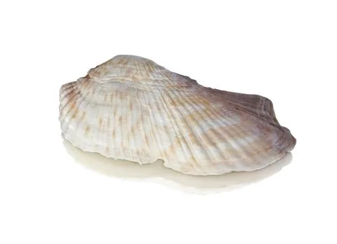Seashell Foto stock