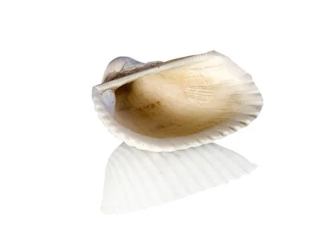 Seashell Foto stock