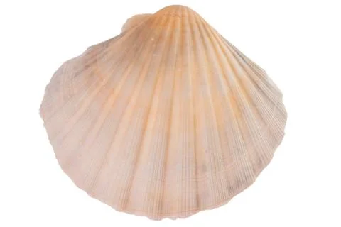 Seashell Foto stock