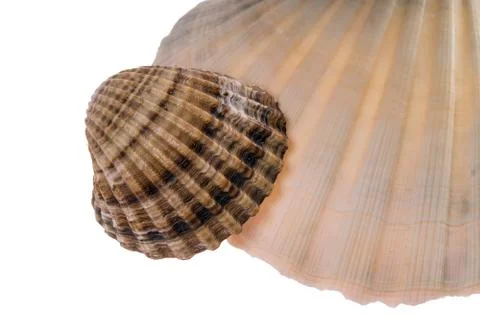 Seashell Stock Photos