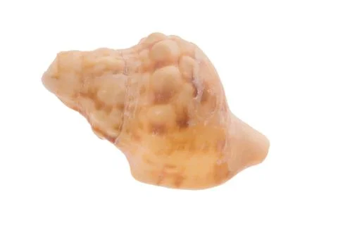 Seashell Stock-Fotos