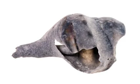 Seashell Stock Photos