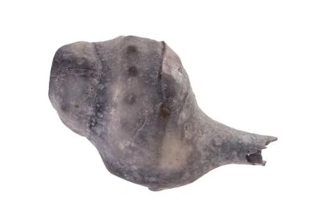 Seashell Stock Photos