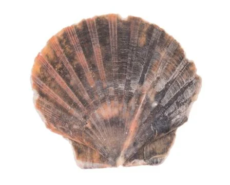 Seashell Stock Photos