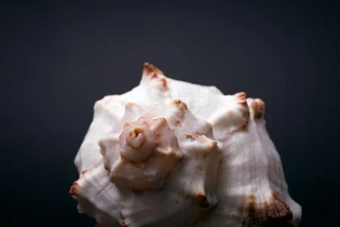 Seashell Stock Photos