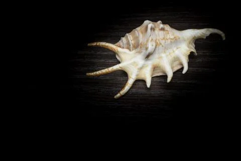 Seashell Stock Photos
