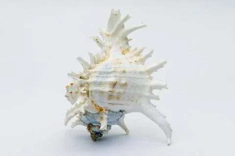 Seashell Stock Photos