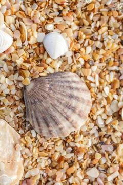 Seashell Фото