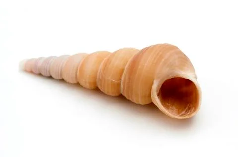 Seashell Stock Photos