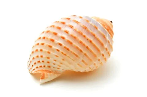 Seashell Stock Photos