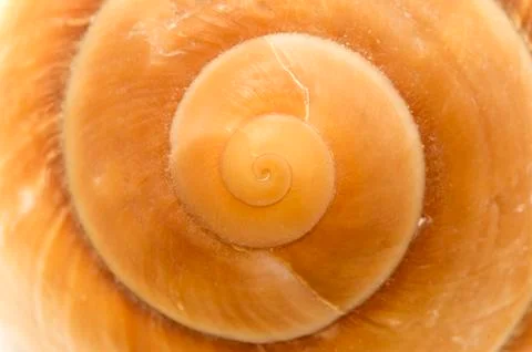 Seashell Stock Photos