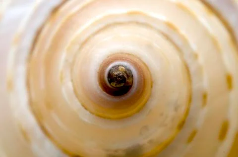 Seashell Stock Photos