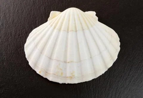 Seashell Foto stock