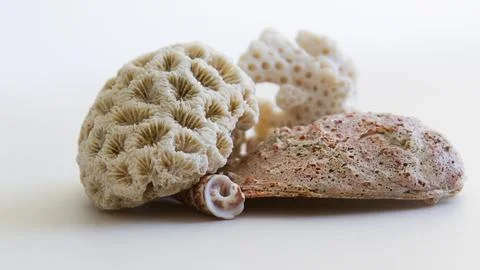 Seashell Stock Photos