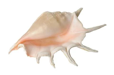 Seashell Stock Photos