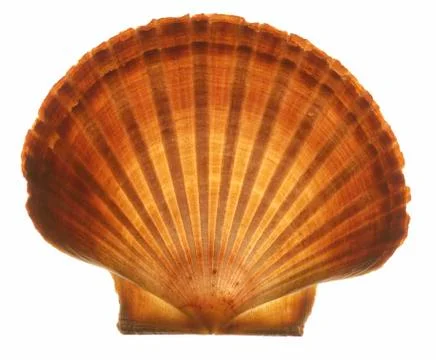 Seashell Stock Photos