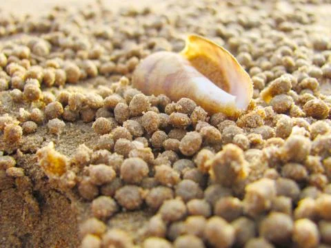 Seashell 写真素材