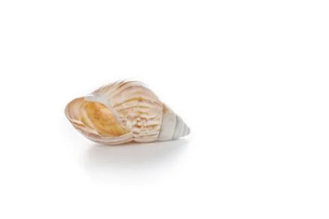 Seashell Stock Photos