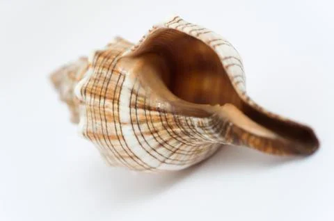 Seashell Stock Photos