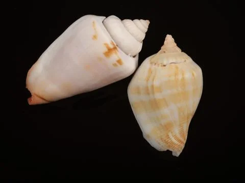 Seashell Stock Photos