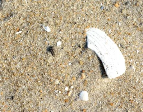 Seashell Stock Photos