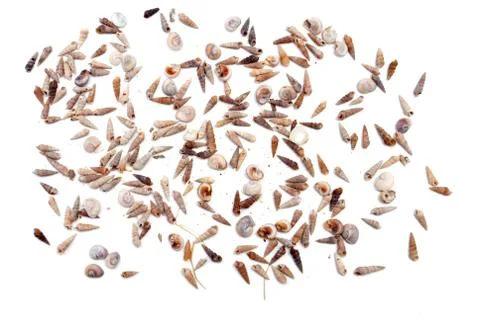 Seashell Stock Photos