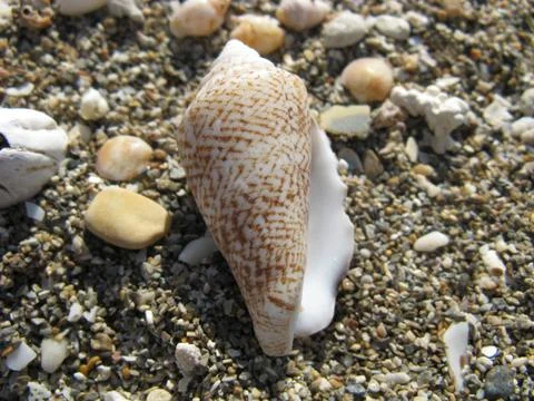 Seashell Stock Photos