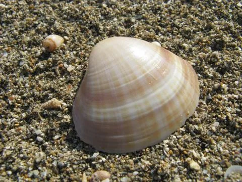 Seashell Stock Photos