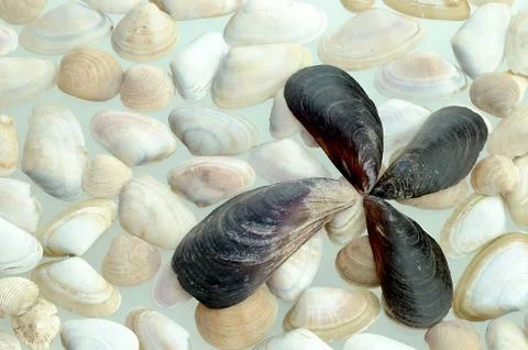 Seashell Foto stock