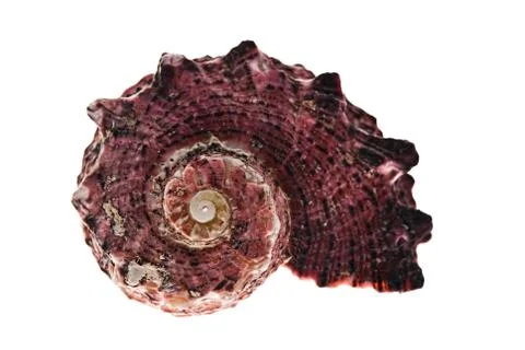 Seashell. Stock Photos