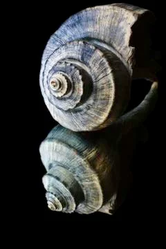 Seashell Stock Photos