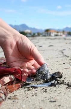 Seashell Stock Photos
