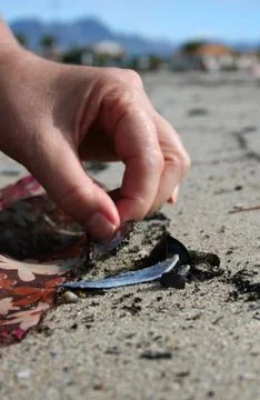 Seashell Stock Photos