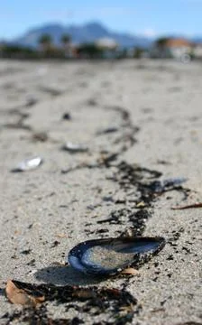 Seashell Stock Photos