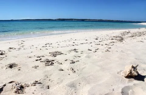 Seashell Stock Photos