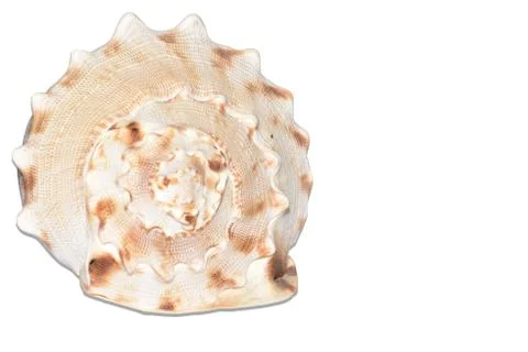 Seashell Stock-Fotos