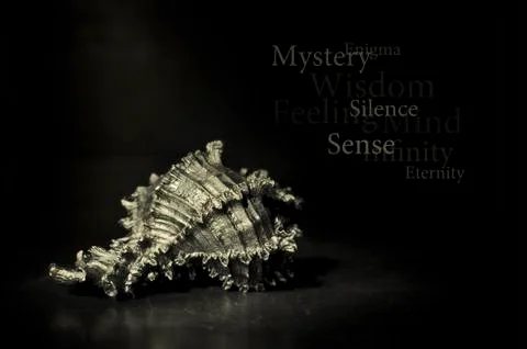 Seashell Stock Photos