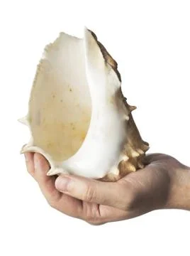 Seashell Foto stock