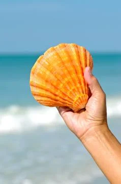 Seashell Stock Photos