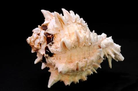 SeaShell Stock Photos