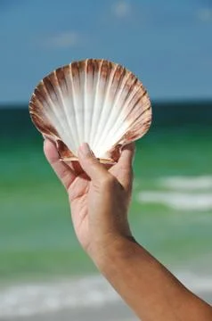 Seashell Stock Photos