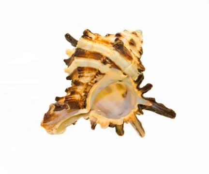 Seashell Stock Photos