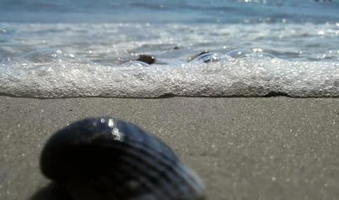 Seashell Stock Photos