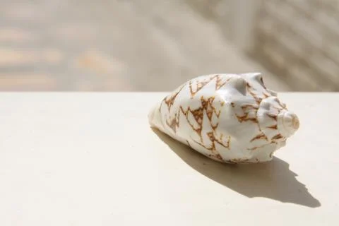 Seashell Stock Photos