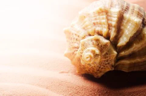 Seashell Stock Photos