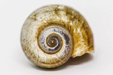 Seashell Stock Photos