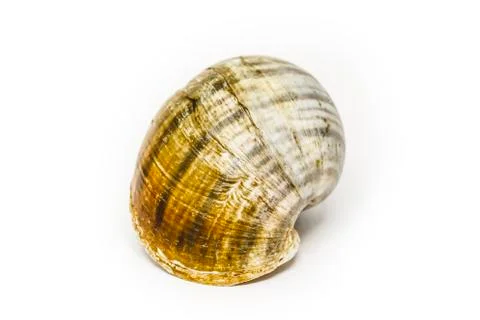 Seashell Stock Photos