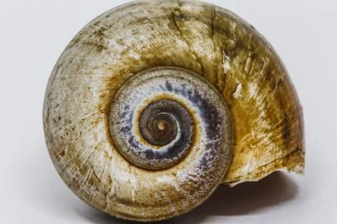 Seashell Stock Photos