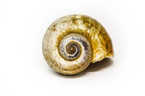 Seashell Stock Photos