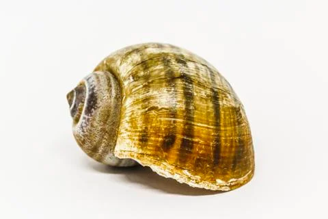 Seashell Stock Photos